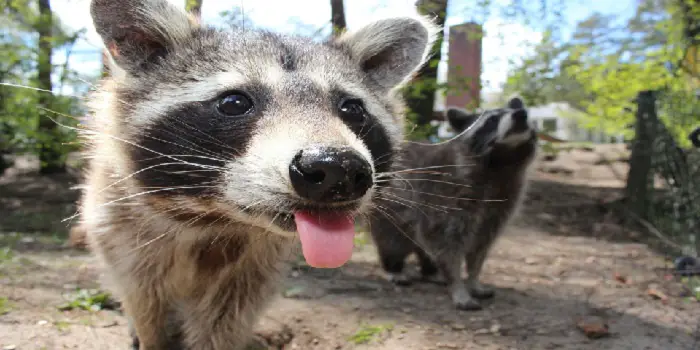 raccoons scares nocturnal scare markings