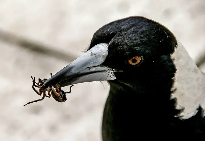 magpie catching insect