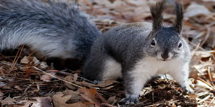 do squirrels bite