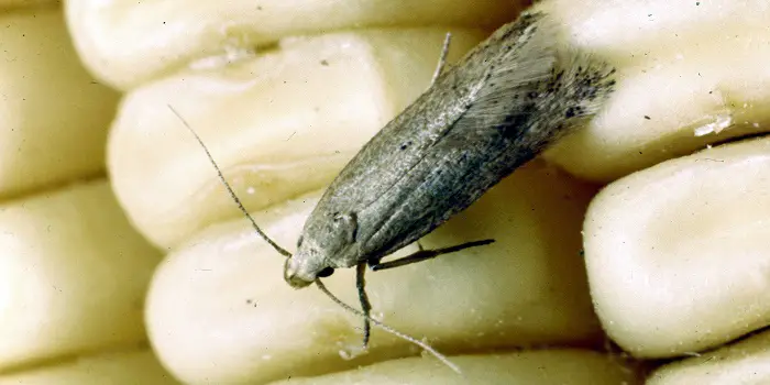 How to Get Rid of Angoumois Grain Moth?