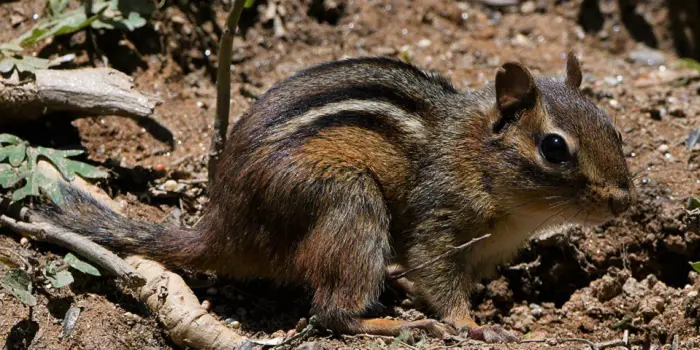 Chipmunk Holes