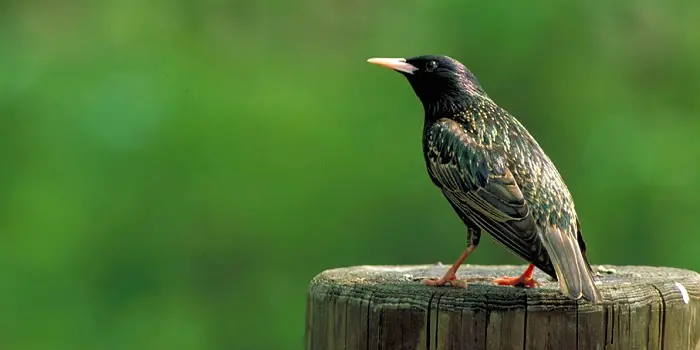 How to Control European Starlings
