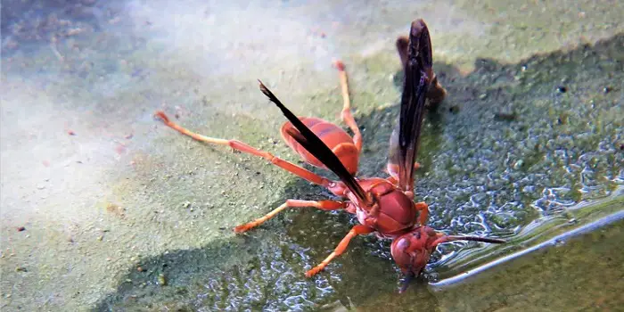 How To Get Rid Of Red Wasps In Your Attic