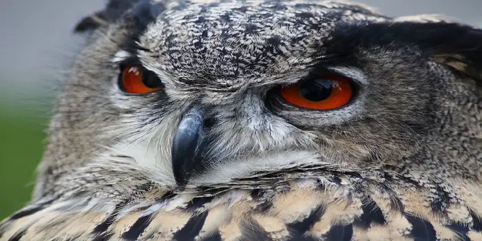 Ahuyentar a los Búhos de los Pollos