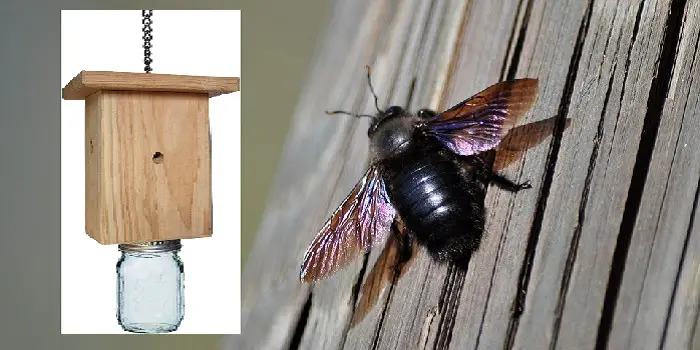 carpenter bee traps