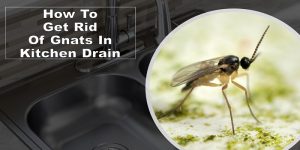 how to get rid of gnats in kitchen drain