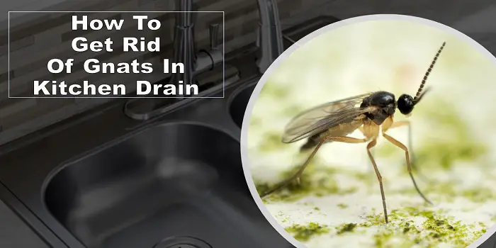 get rid of gnats kitchen sink