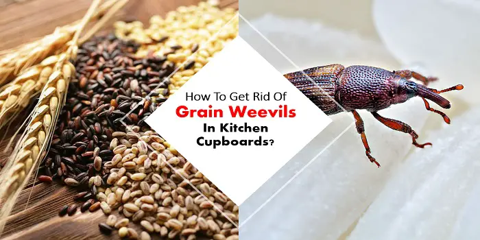 how to get rid of grain weevils in kitchen cupboards