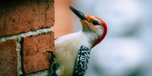 deter woodpeckers from cedar siding