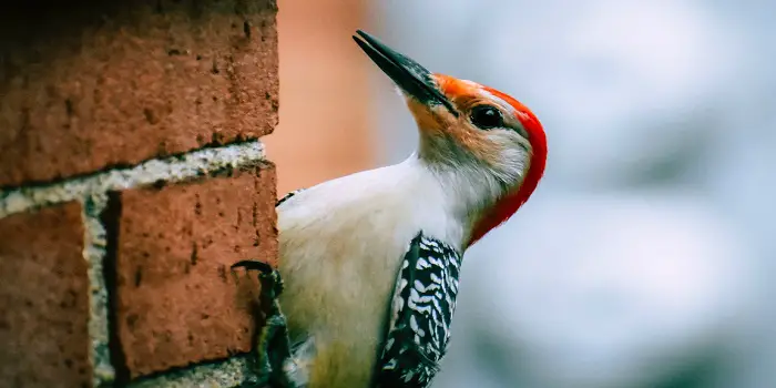 how to deter woodpeckers from cedar siding