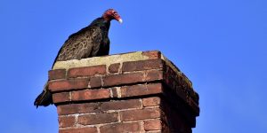how to discourage turkey vultures from roosting