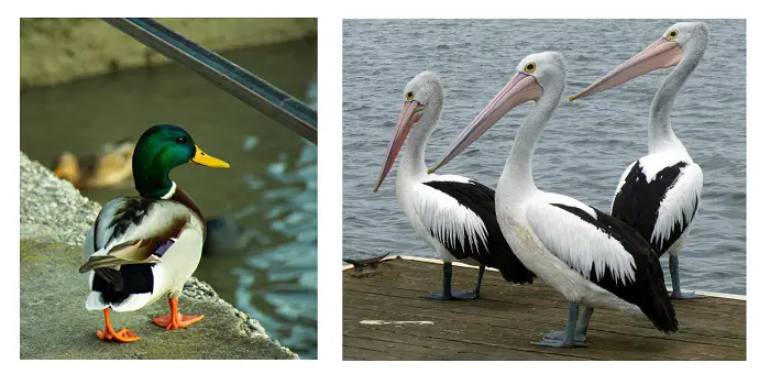 how to keep ducks and geese off your your dock