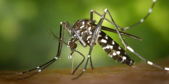 Are Asian Tiger Mosquitos Dangerous