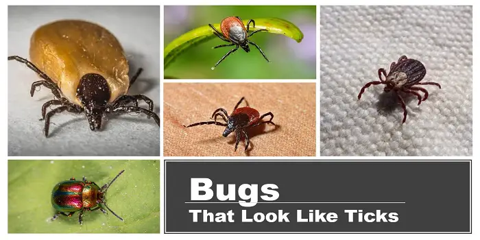 6 Common Bugs That Look Like Ticks But Aren T