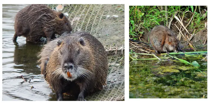 Are Muskrats Bad for Your Pond