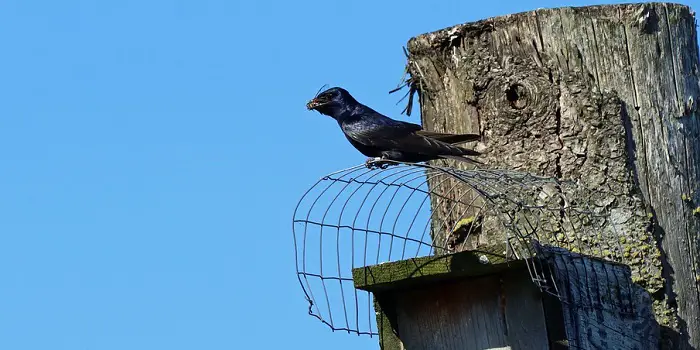 purple martin seagulls rid birds north