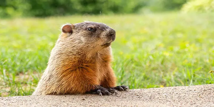 How to Trap a Woodchuck