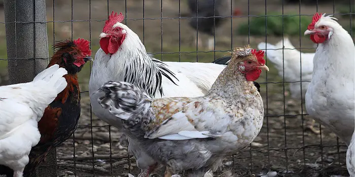 what animal kills chickens without eating them