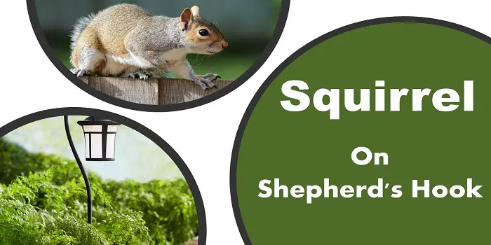 Keep Squirrels Off Shepherd's Hook