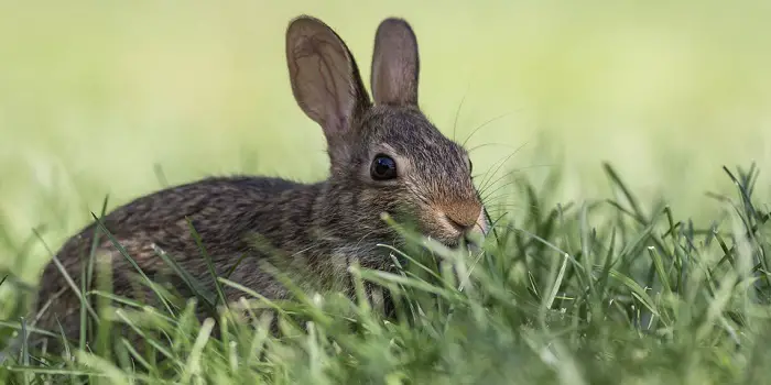 Plants That Repel Rabbits