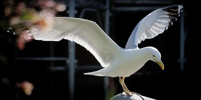 Stop Seagulls from Nesting on Chimney