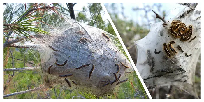 How To Eliminate Pine Processionary Caterpillars In Your Garden