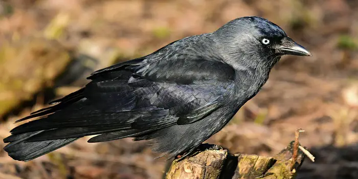 jackdaw