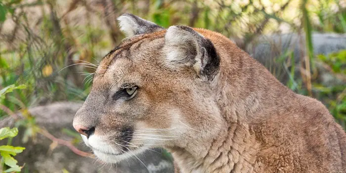 How to Keep Mountain Lions Away from Your Property?