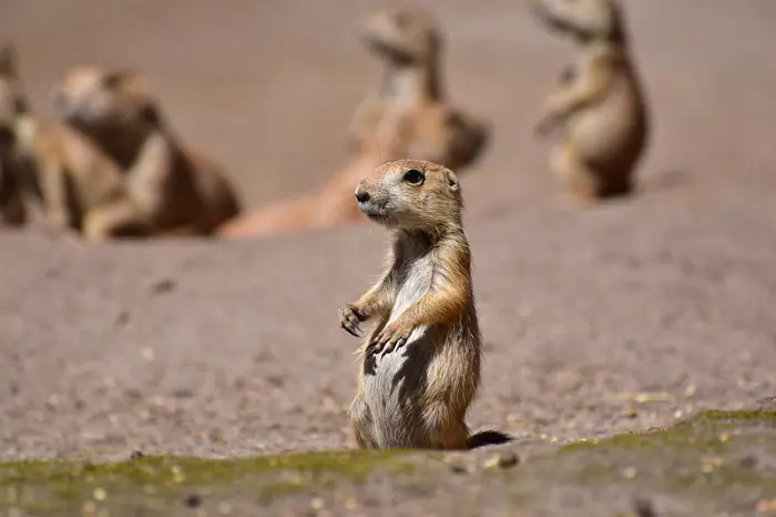 Facts about Prairie Dogs