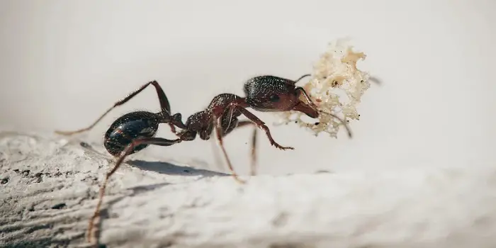 How to Get Rid of Black Sugar Ants