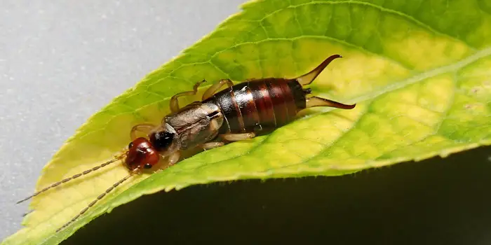 How to Get Rid of Earwigs in the Garden