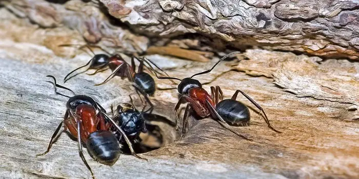 How to Get Rid of Fire Ant Colonies