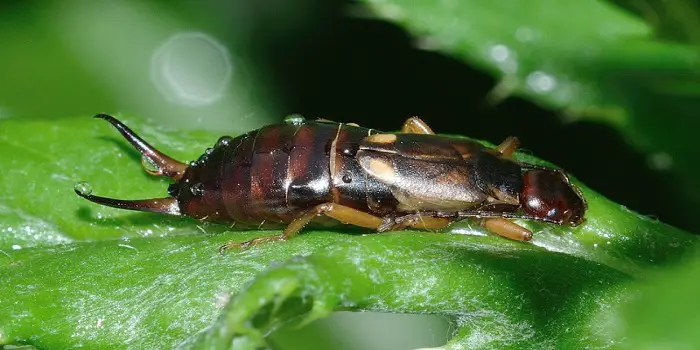 10 Easy Ways to Get Rid of Earwigs in the Vegetable Garden