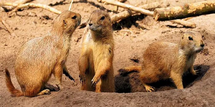 How To Trap A Woodchuck Groundhog What Bait To Use