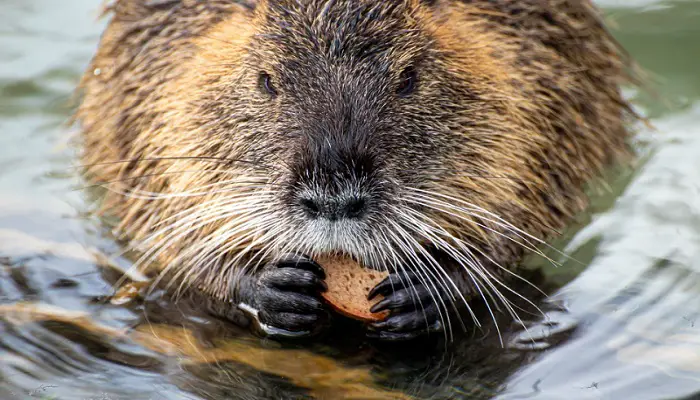 Coypu