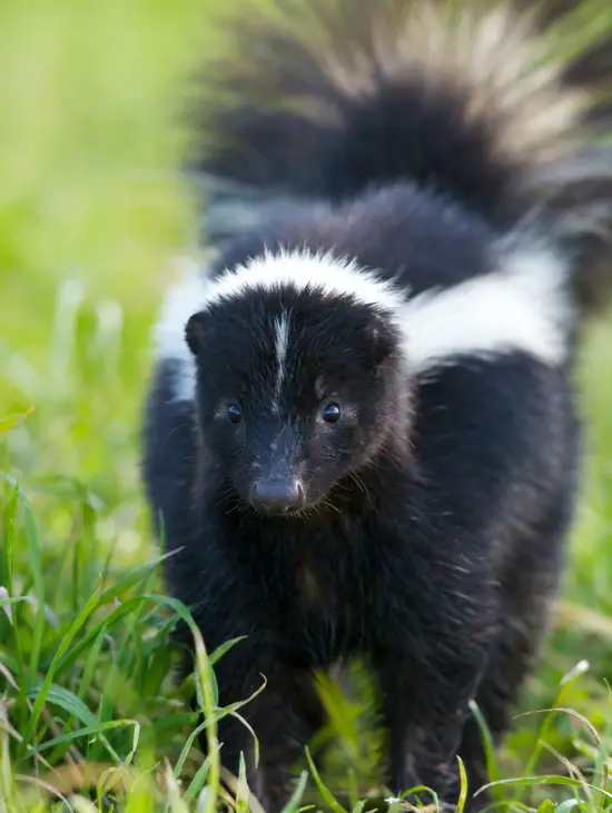 home remedies to stop skunk