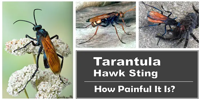 how painful is tarantula hawk sting