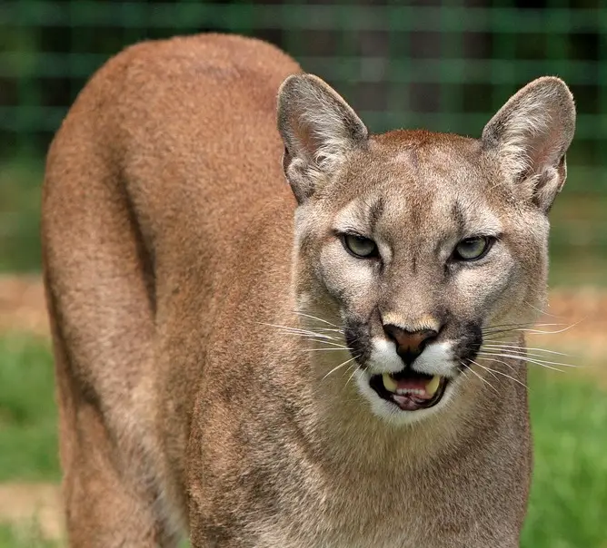 How to Keep Mountain Lions Away from Your Property?