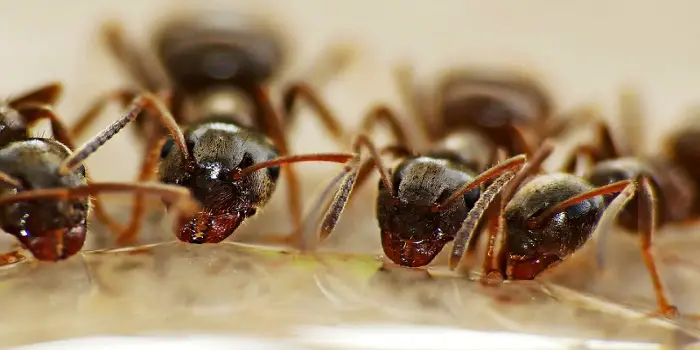 how to get rid of fire ants in the house