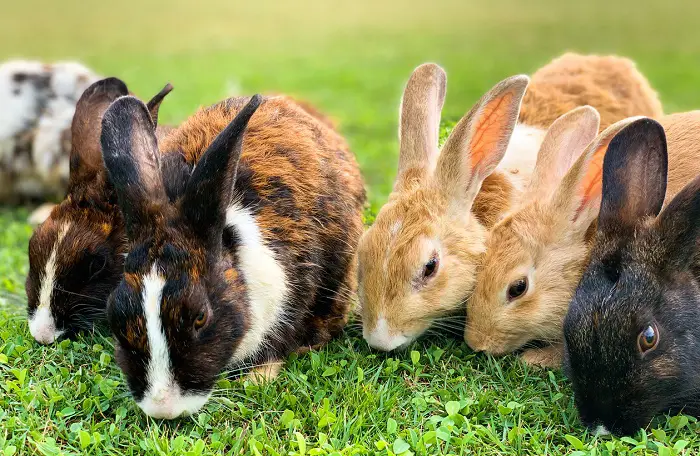 how to get rid of rabbits in garden