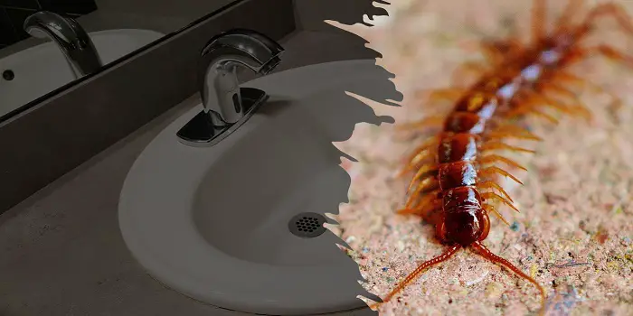 centipedes in bathroom sink