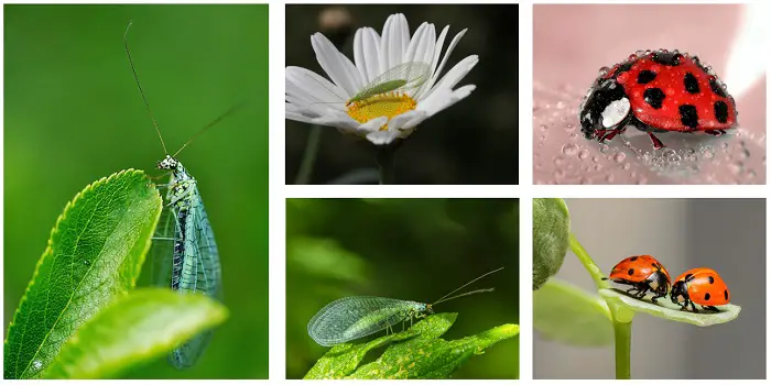 lacewings and ladybugs