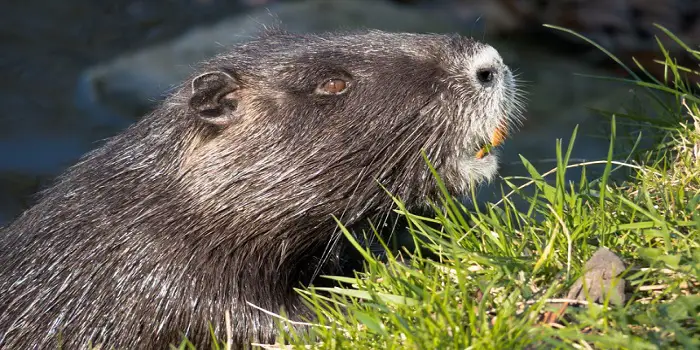 how to get rid of nutria rats