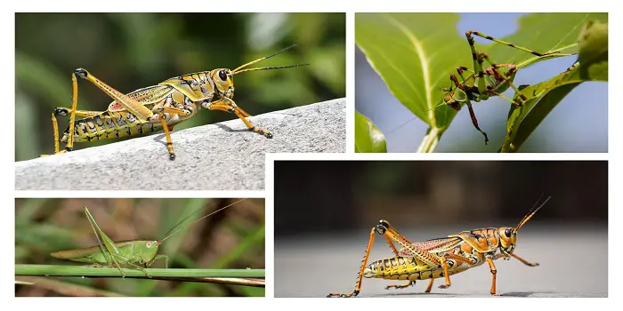 How to Stop Grasshoppers and Katydids