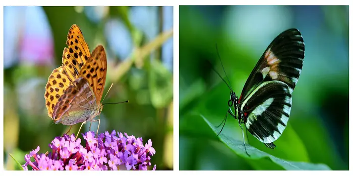 butterfly in garden