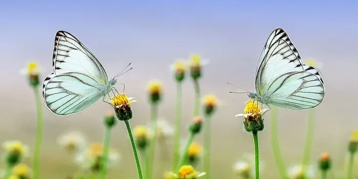 white butterfly