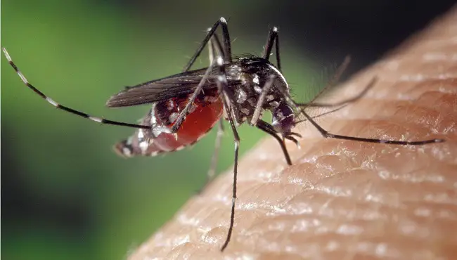 Can Asian Tiger Mosquito Kill
