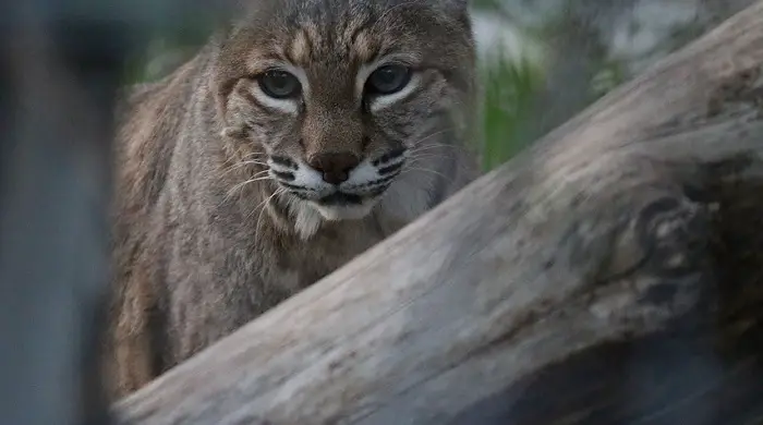 Bait for Luring a Wild Bobcat