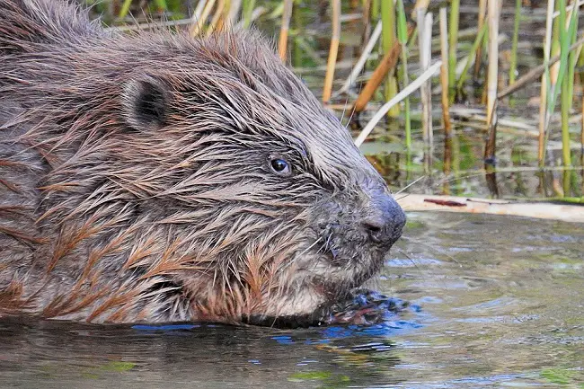Why Beavers Build Dams in Water