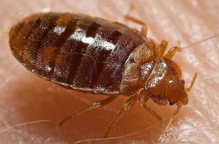 Bed Bug vs cockroach 